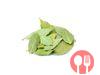 Bay leaf