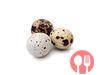 Quail egg