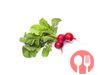 Radish