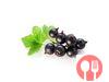 Black currant