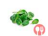 Spinach
